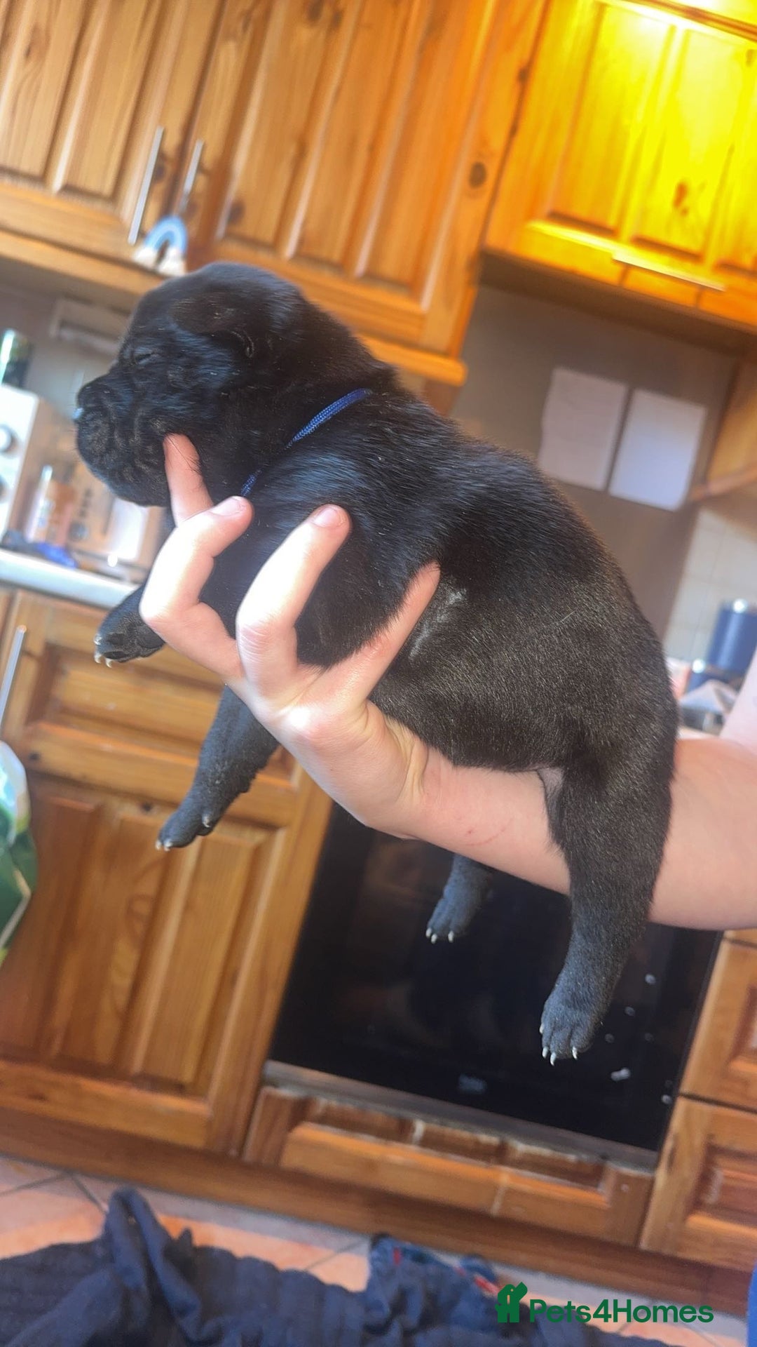 Mixed Breed dogs for sale: American bulldog / chowchow  - Advert 25