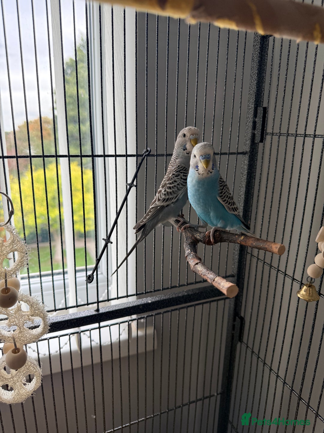 Budgerigars birds for sale: Budgie pair and cage bundle  - Image 3
