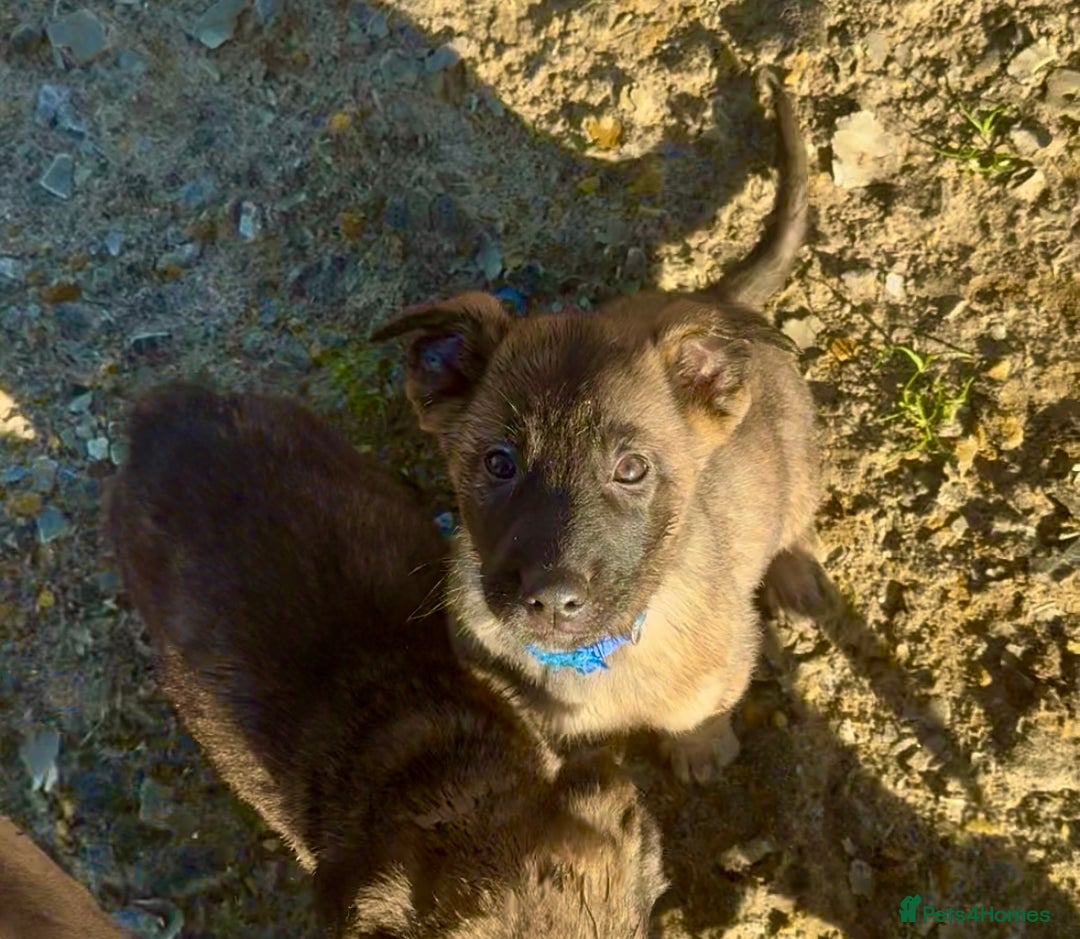 Belgian Shepherd Dog dogs for sale: Skye x Nines last litter ever! Now Reduced 2 left! - Advert 21