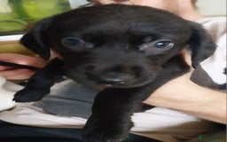 Mixed Breed dogs for sale: Lurcher cross springer spaniel  - Image 3