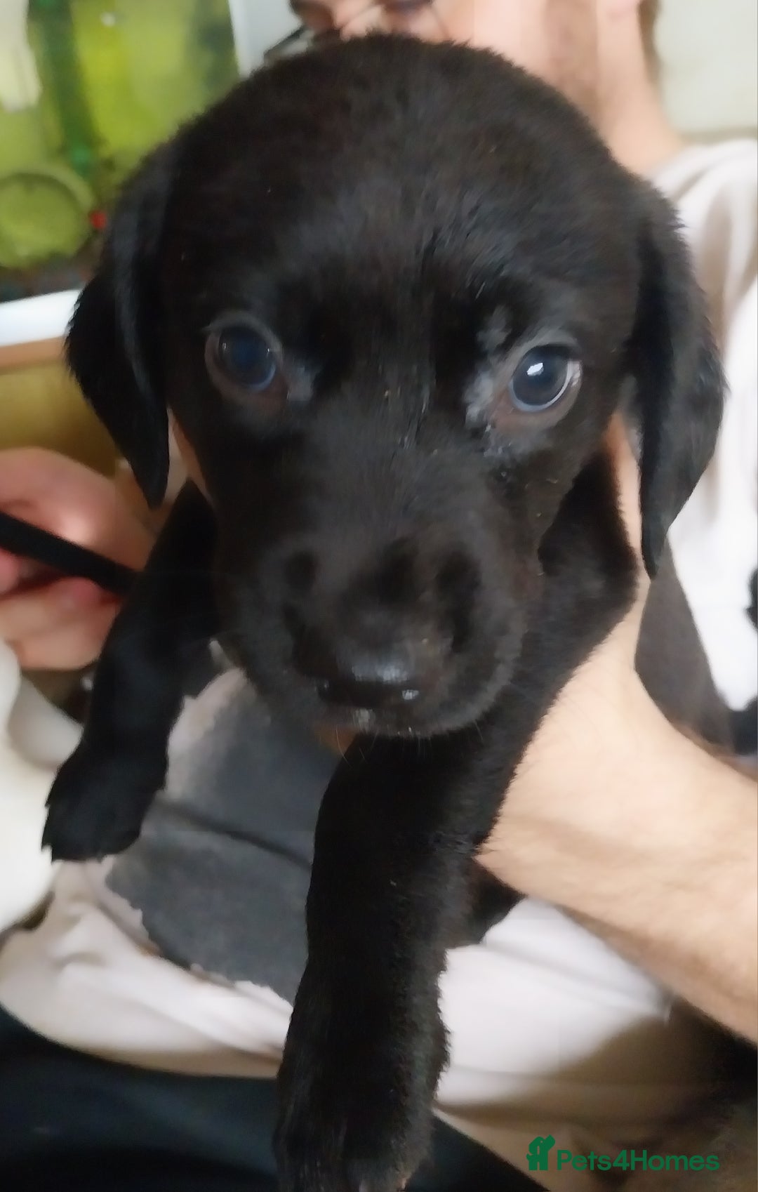 Mixed Breed dogs for sale: Lurcher cross springer spaniel  - Image 3