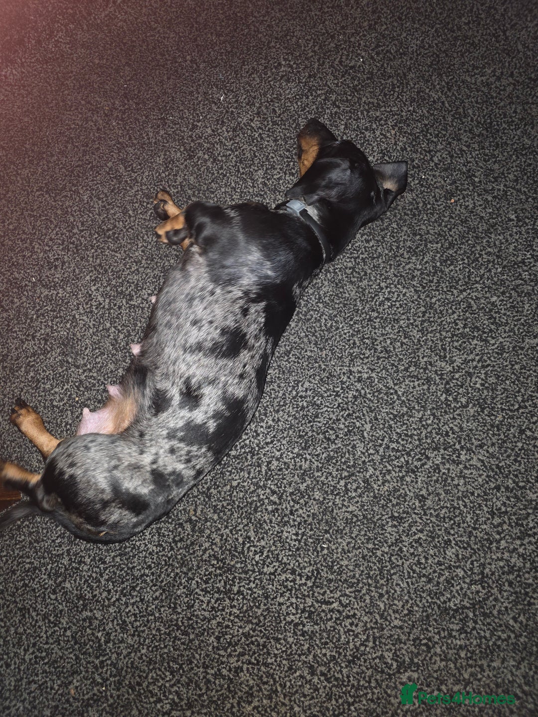 Miniature Dachshund dogs for sale: Miniature dachshund  - Advert 27