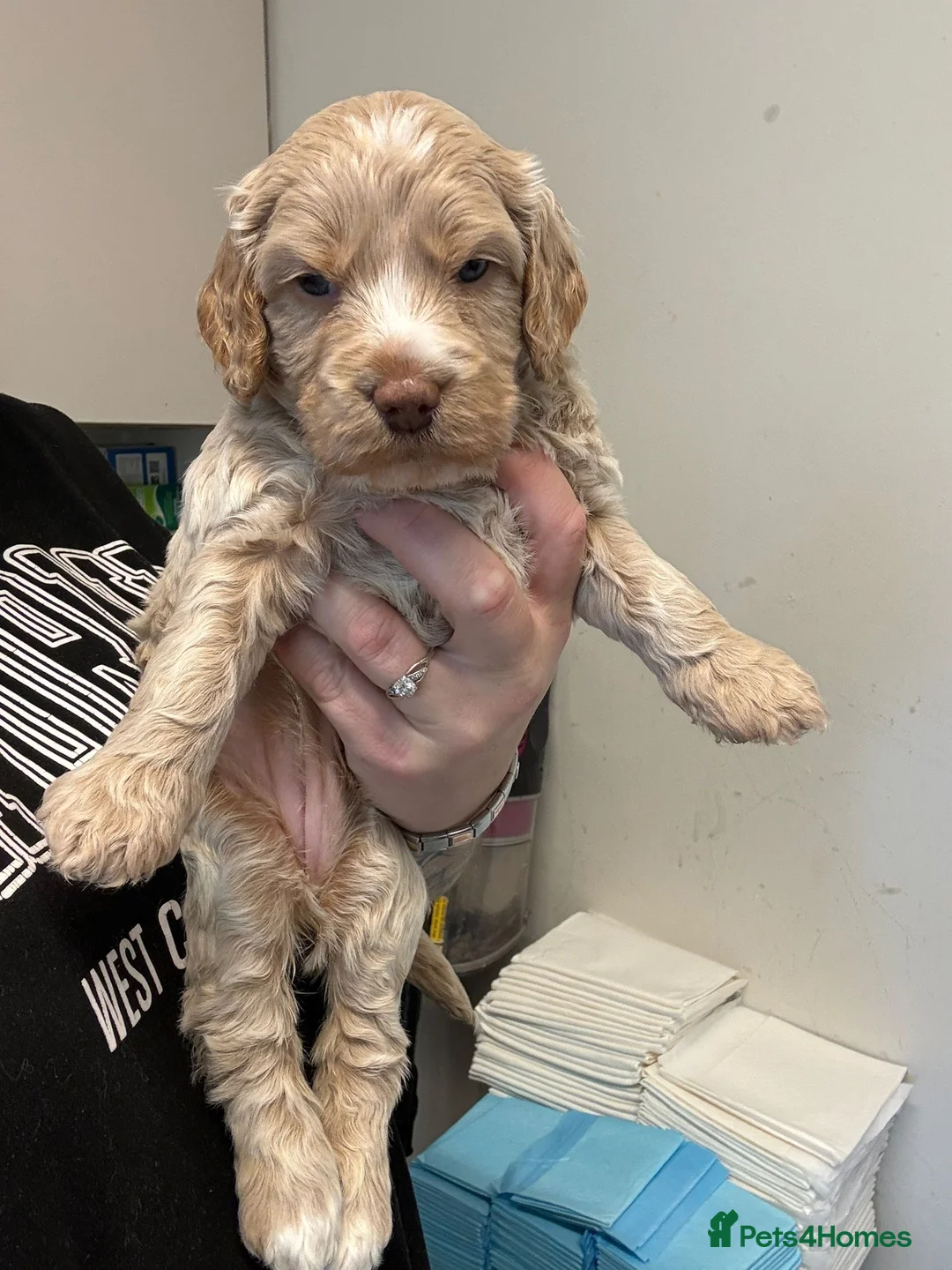 Cockapoo dogs for sale: COCKAPOO - Advert 2