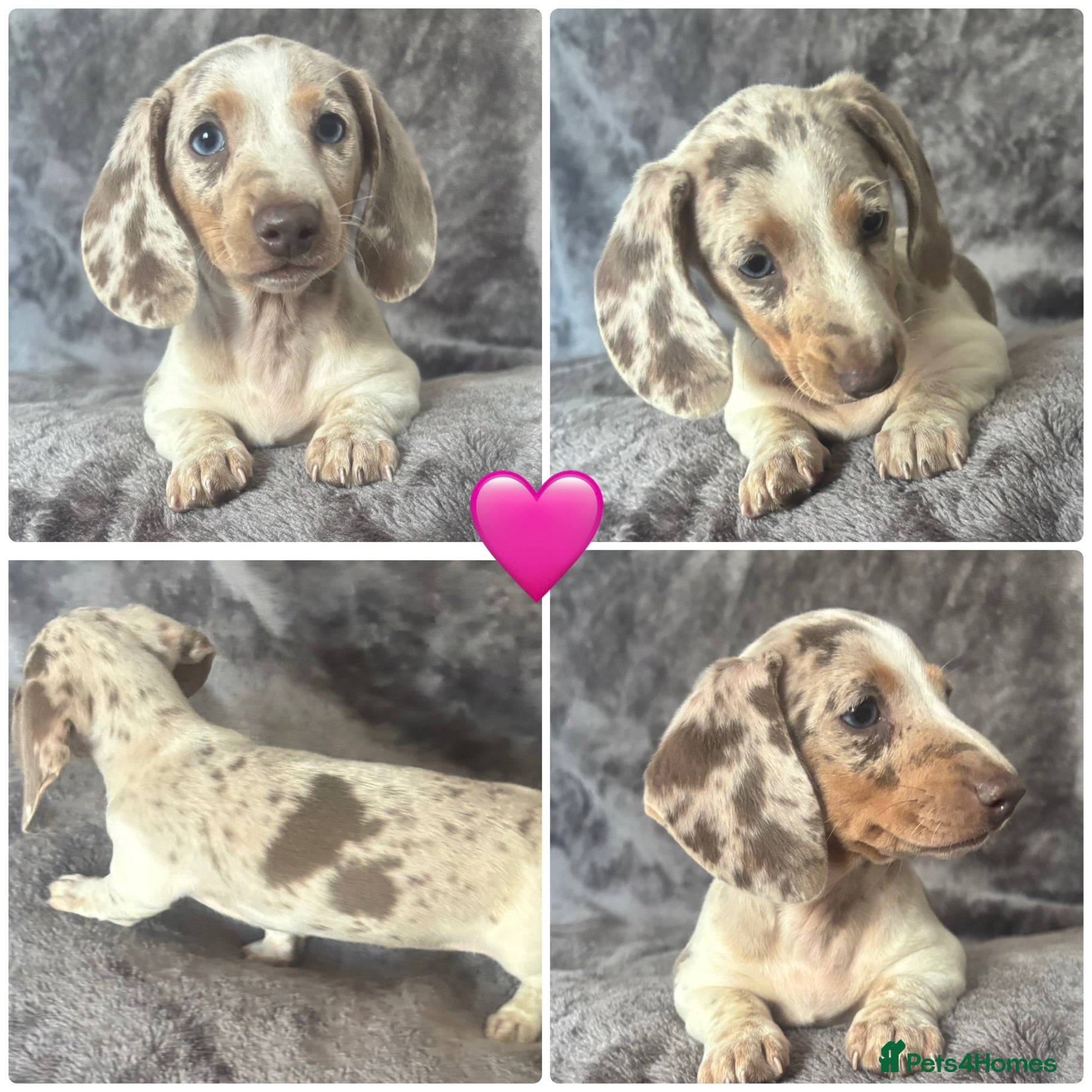 Miniature Dachshund dogs  Adorable kc miniature dachshunds  - Advert 3