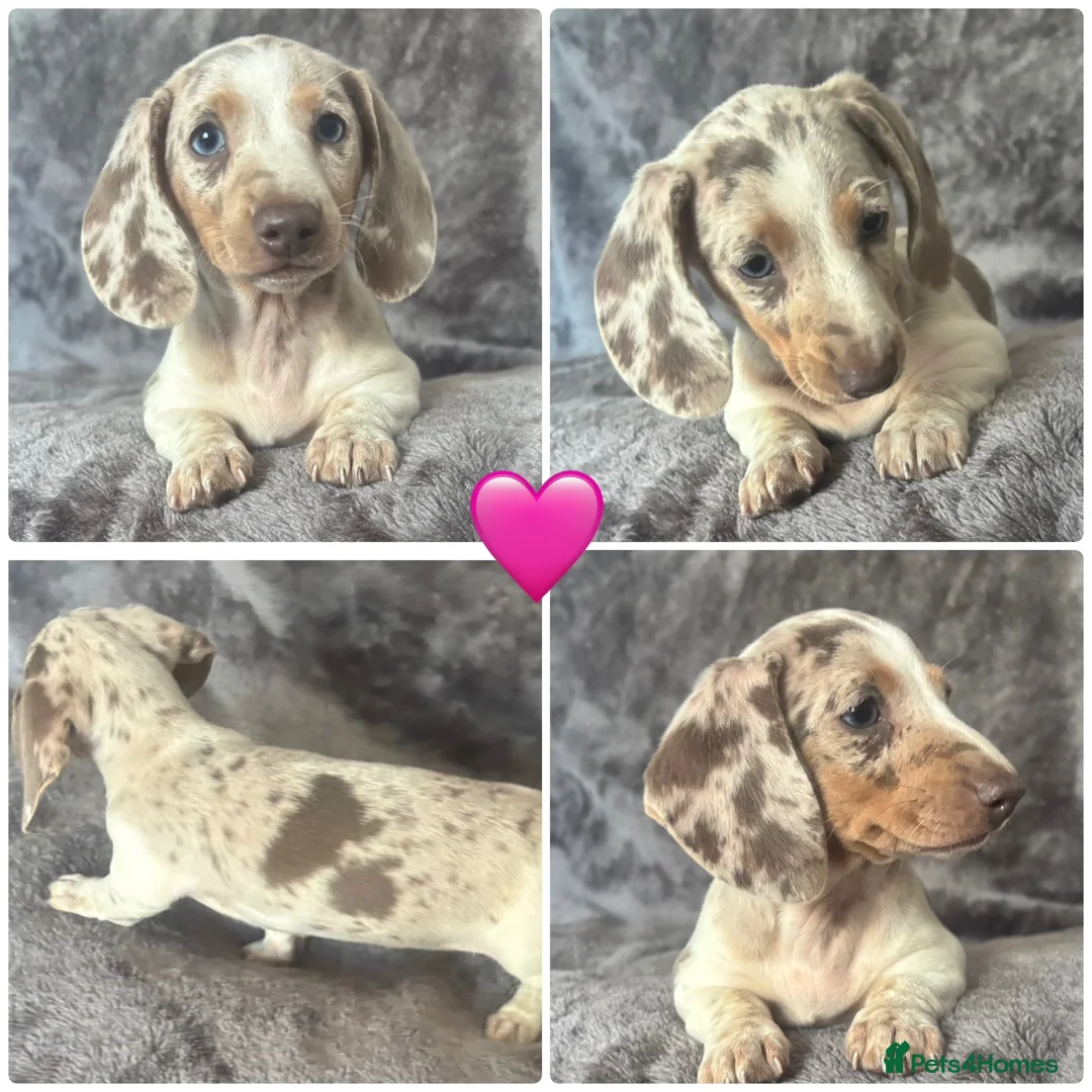 Miniature Dachshund dogs for sale:  Adorable kc miniature dachshunds  - Advert 1