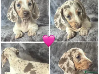 Miniature Dachshund dogs Ready to leave kc miniature dachshunds - Advert 5