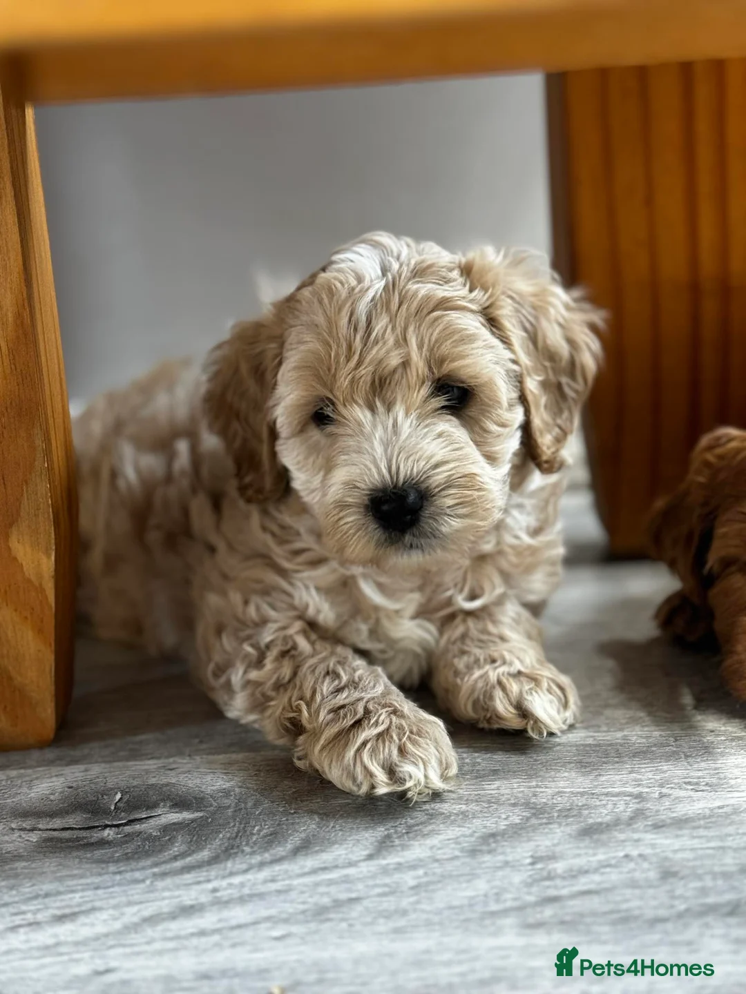 Cockapoo dogs for stud: Cockapoo for stud not for sale  in Taunton - Advert 6