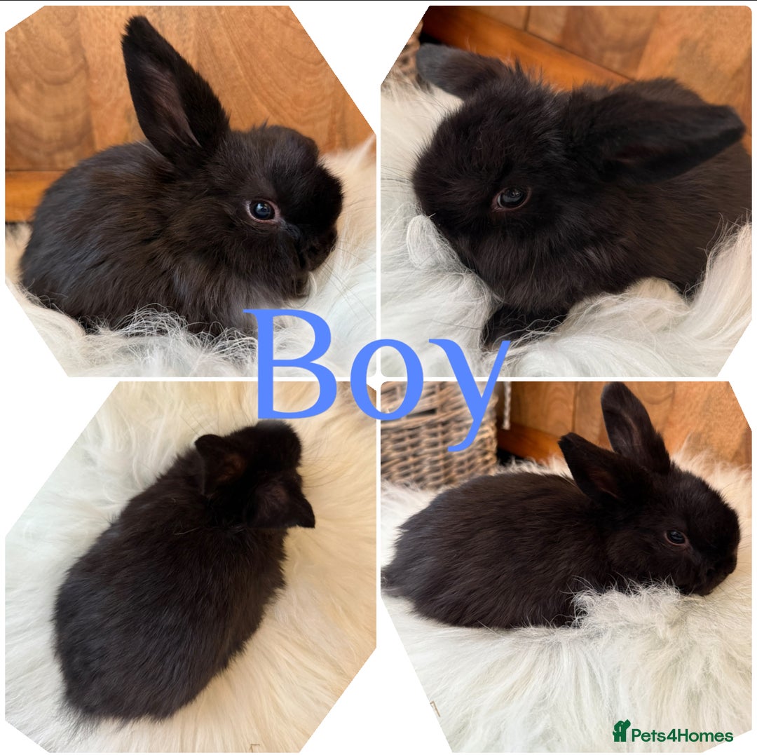 Mini Lop rabbits for sale: Baby Mini Lop Rabbits For Sale Ready to Go 8 Weeks - Advert 4
