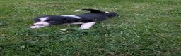 Border Collie dogs for sale: Beautiful isds registered puppies  - Advert 11