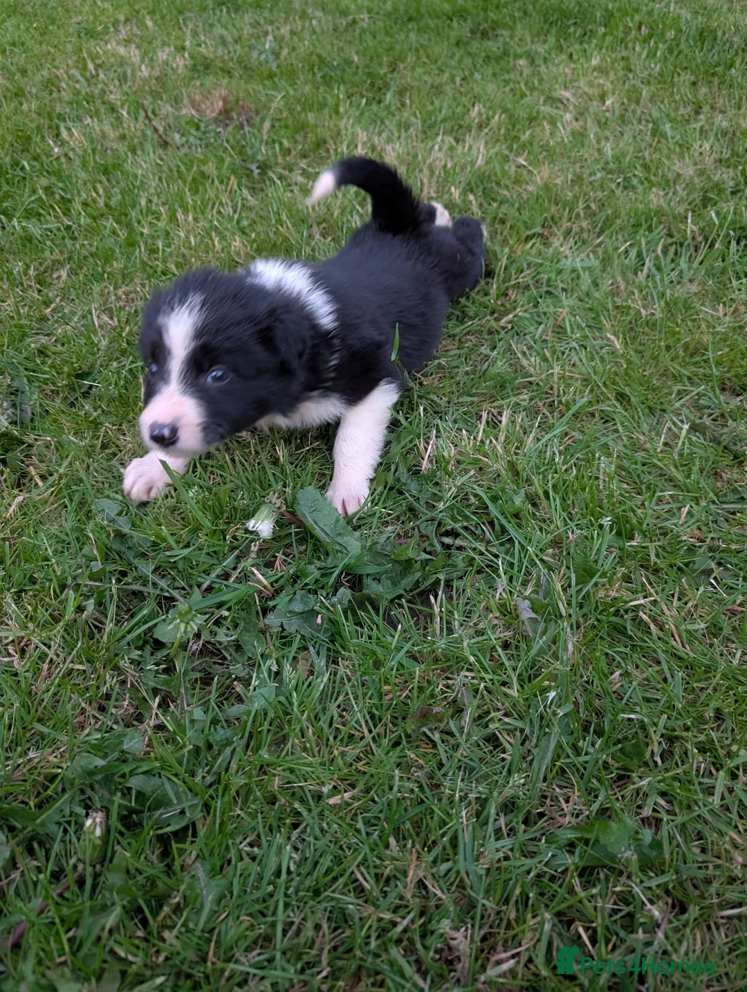 Border Collie dogs for sale: Beautiful isds registered puppies  - Advert 11