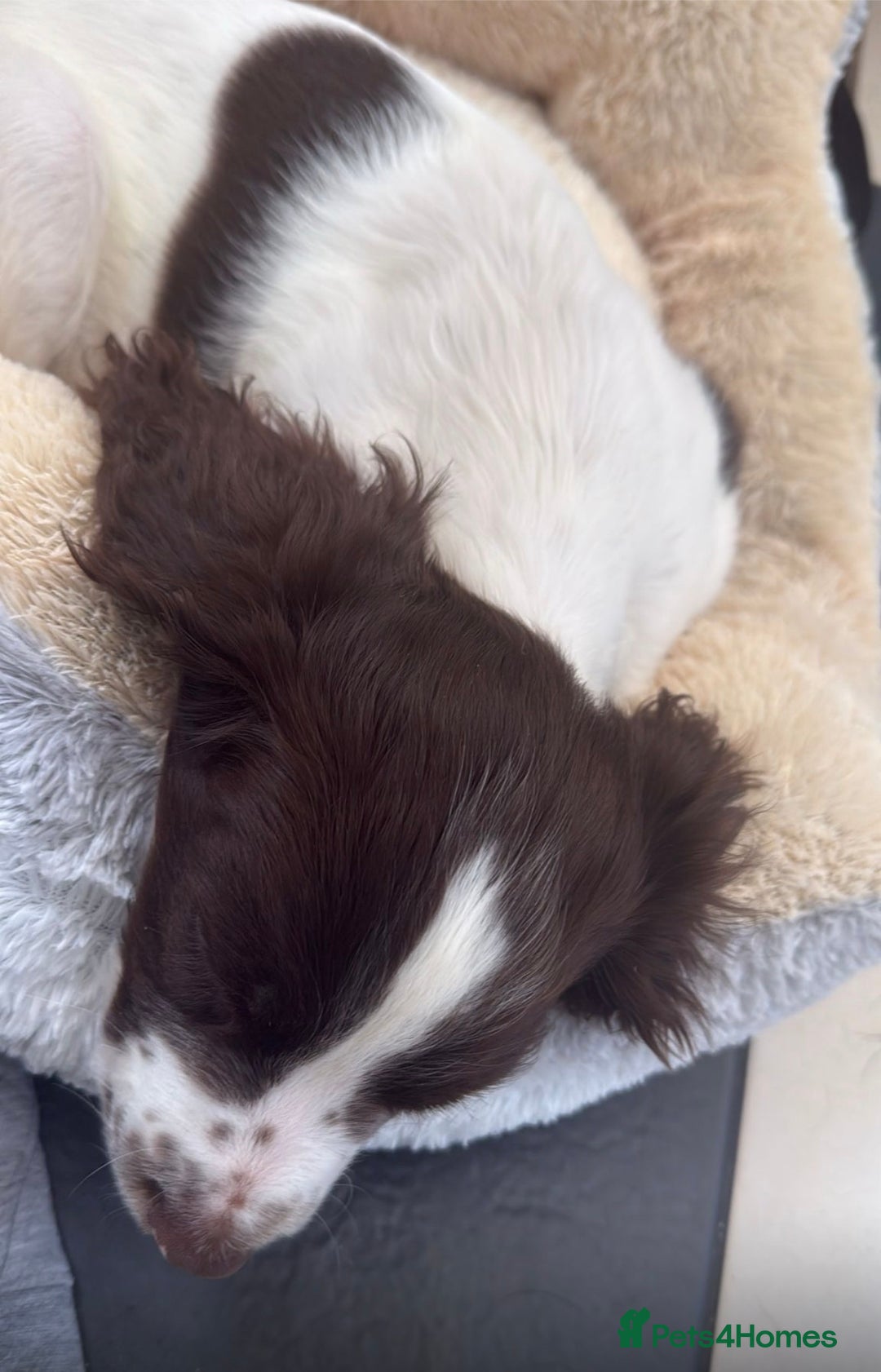 Sprocker dogs for sale: BENJI needs rehoming  - Image 10