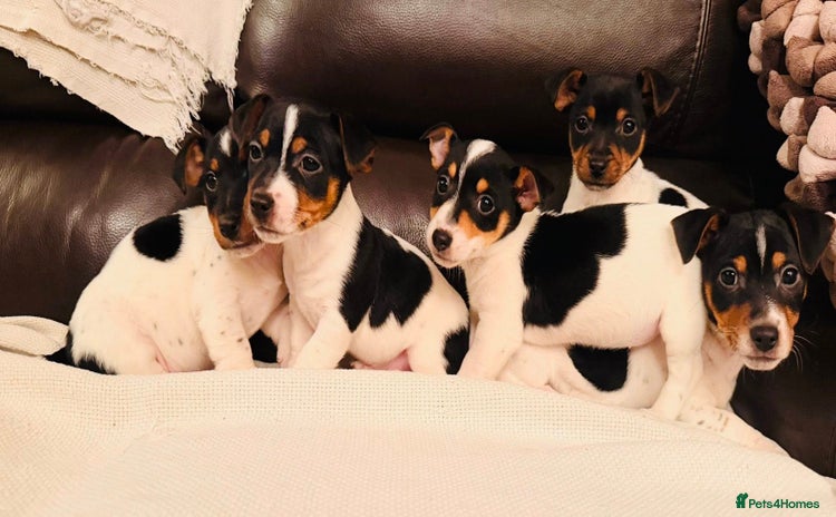 Jack Russell dogs Adorable Miniature  Jack Russell Pups For Sale - Advert 4