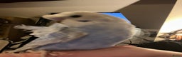 Budgerigars birds for sale: Rare female and male Hagoromo/helicopter budgies - Advert 1