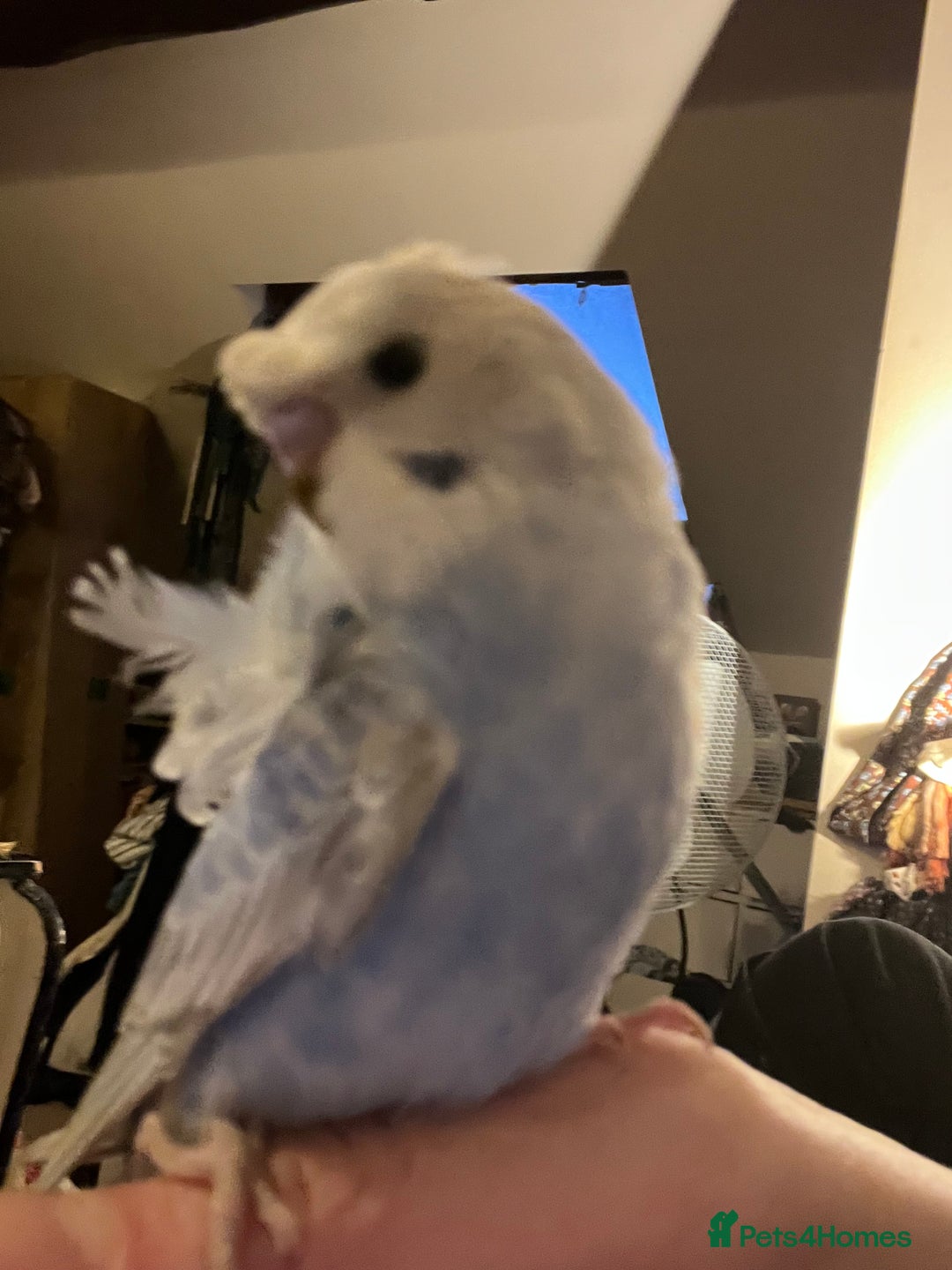 Budgerigars birds for sale: Rare female and male Hagoromo/helicopter budgies - Advert 1