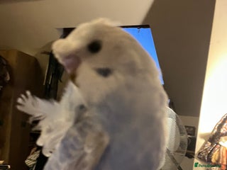 Budgerigars birds Rare female and male Hagoromo/helicopter budgies - Advert 1