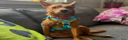 Mixed Breed dogs for adoption: Rusty - Podenco cross  in Waltham Cross - Advert 7