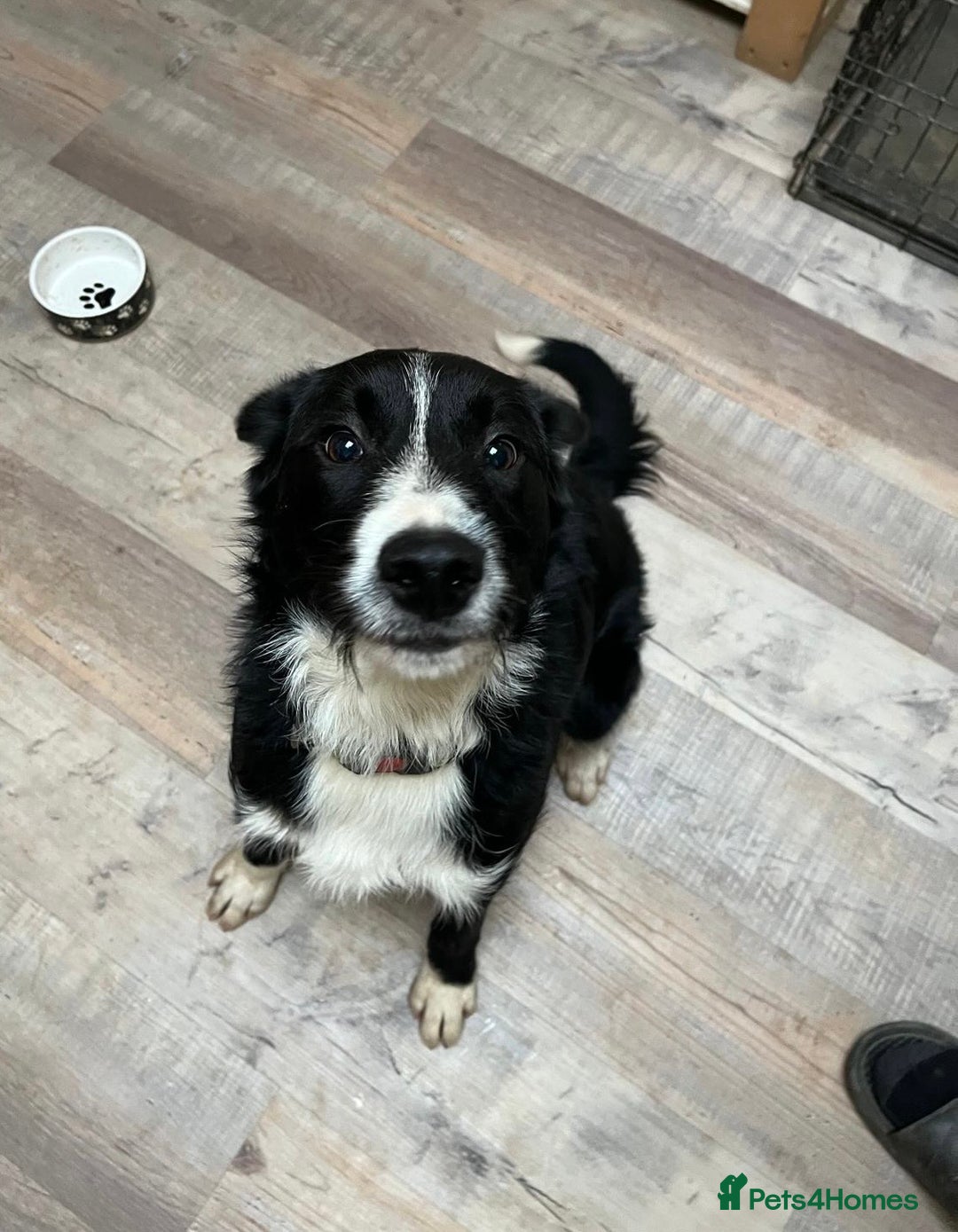 Mixed Breed dogs for sale: Male Border Collie X Labradoodle for Sale - Advert 1