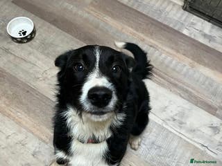 Mixed Breed dogs Male Border Collie X Labradoodle for Sale - Advert 1
