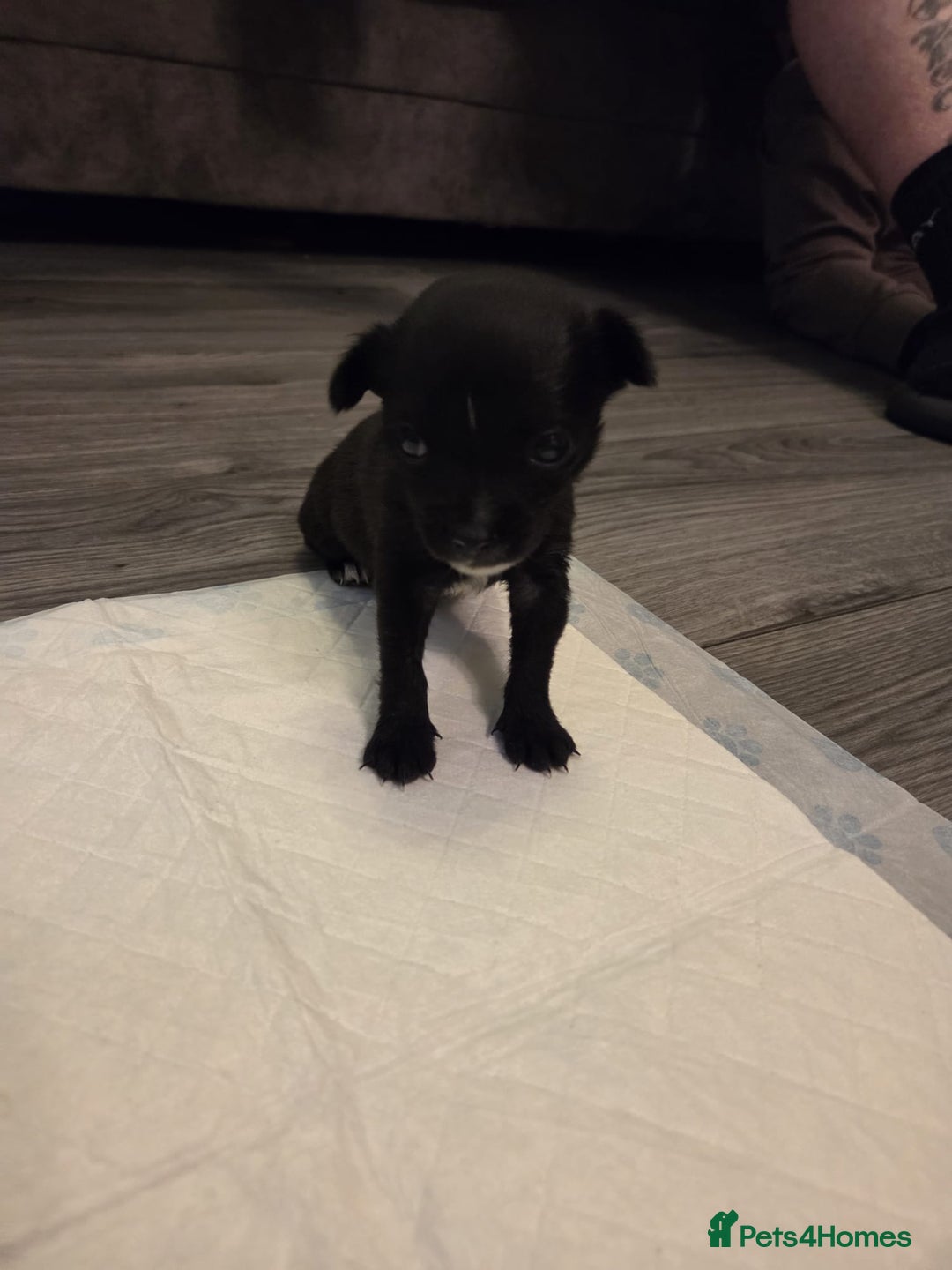 Mixed Breed dogs for sale: Jackchi - Advert 6