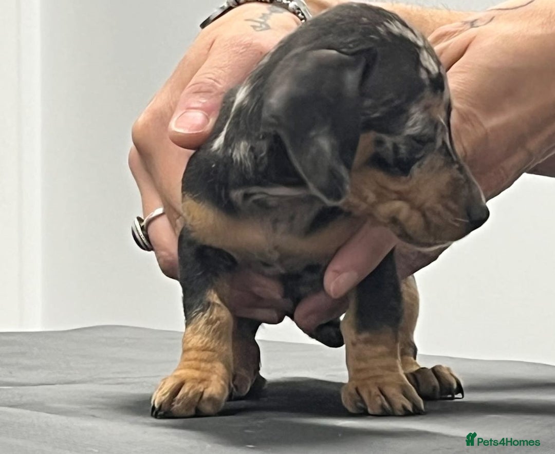 Miniature Dachshund dogs for sale: nicest raised Miniature dapple dachshund pups. - Image 6