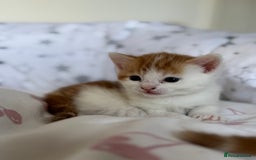 Domestic Shorthair cats for sale: Domestic shorthair kittens - Image 5