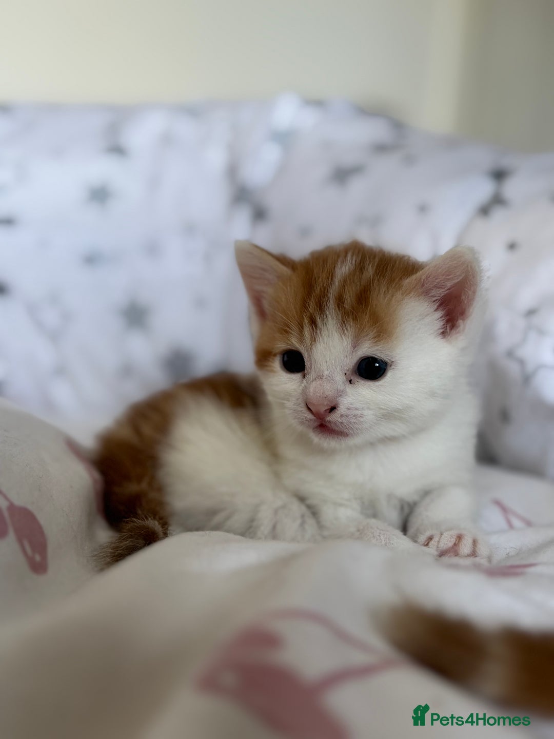 Domestic Shorthair cats for sale: Domestic shorthair kittens - Image 5