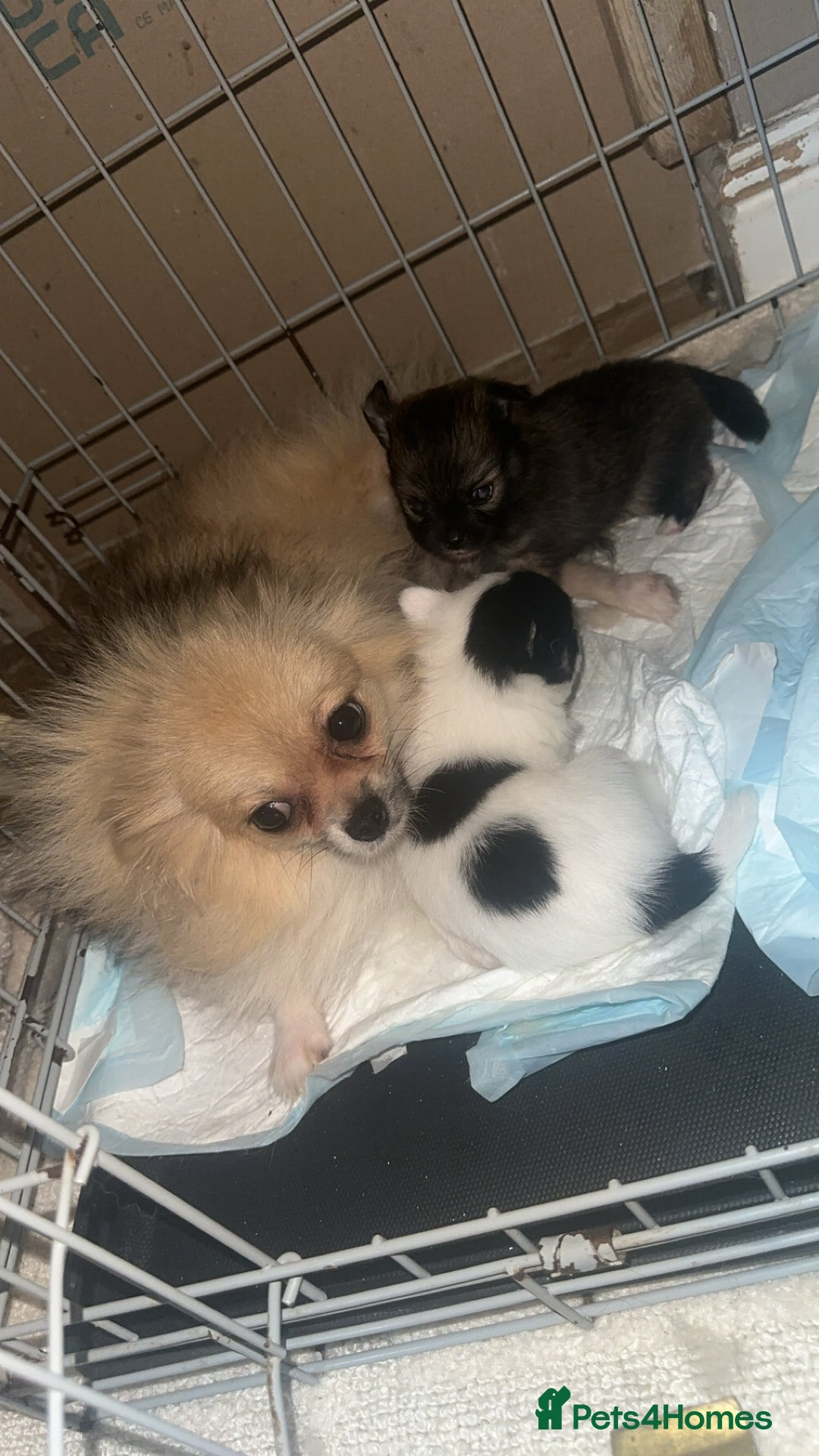Pomeranian dogs for sale: Pomeranian puppies!  - Image 6