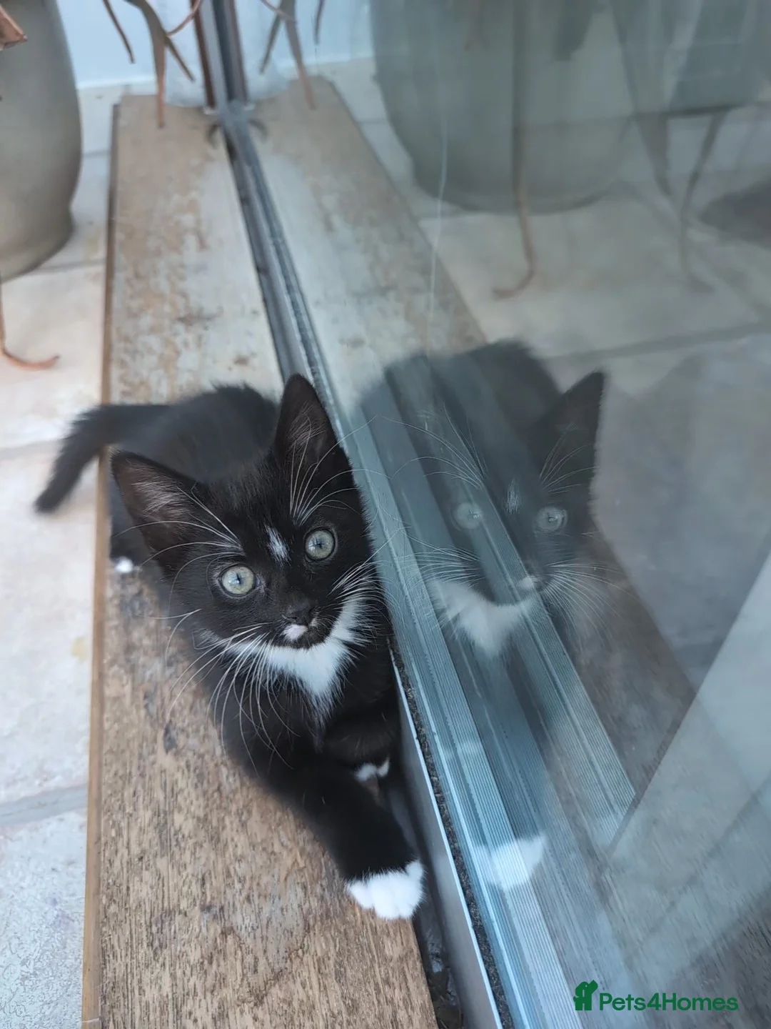 Mixed Breed cats for sale: Black kitten with brown stripes - Advert 1
