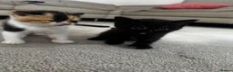 British Shorthair cats for sale: British short hair kittens  in Bolton - Advert 18