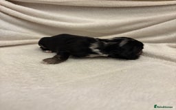 Cocker Spaniel dogs for sale: Cocker Spaniel Pups Seeking Forever Homes!💖 - Image 27