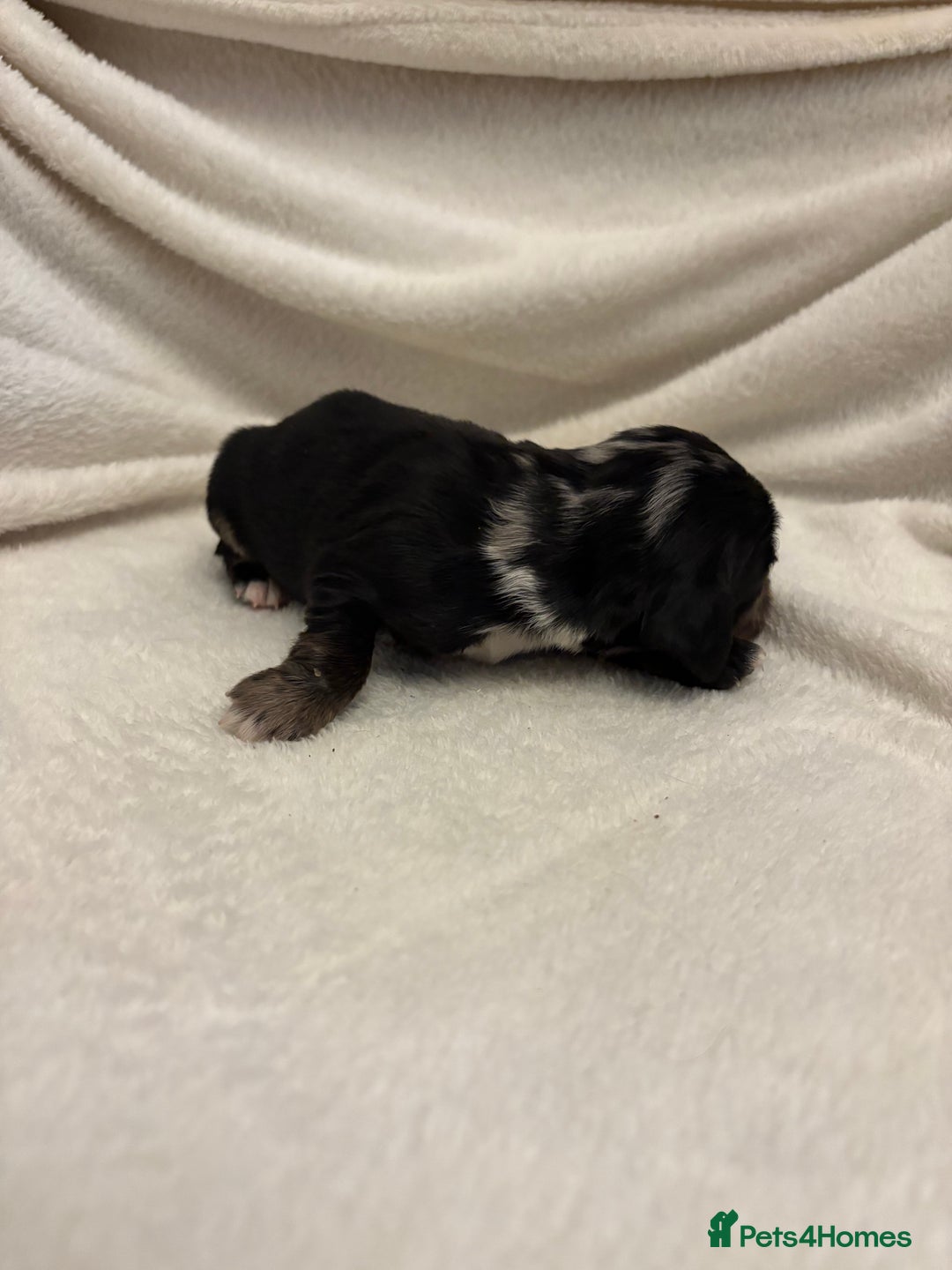 Cocker Spaniel dogs for sale: Cocker Spaniel Pups Seeking Forever Homes!💖 - Image 27