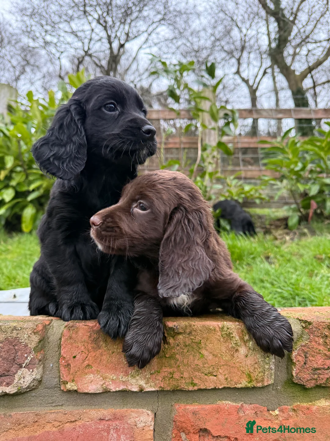Sprocker dogs for sale: Stunning Sprocker puppies Cocker/Springer  - Advert 9