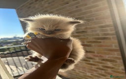Ragdoll cats for sale:  Gorgeous fluffy chocolate ragdoll kittens🐾🥹 - Image 5