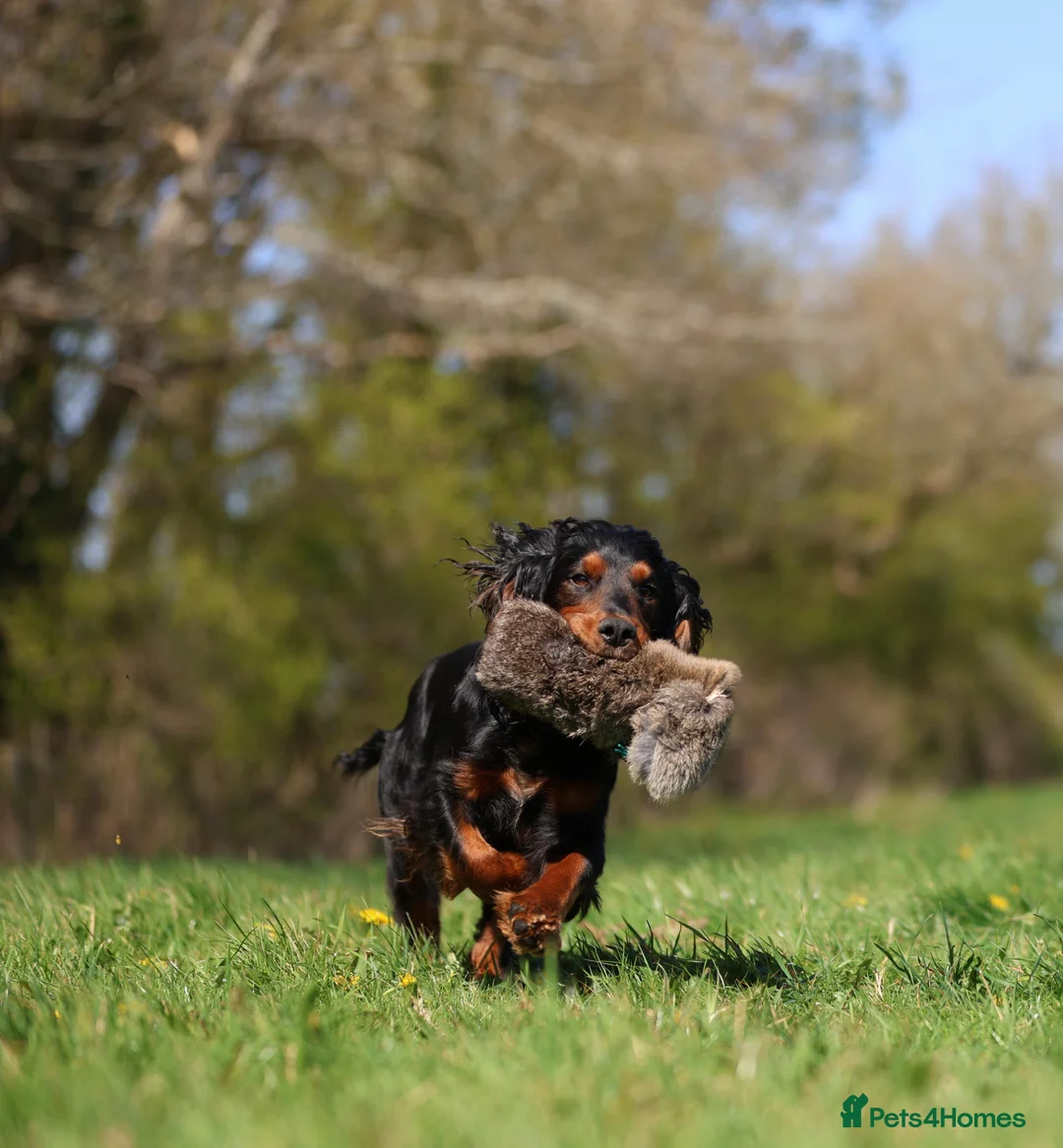 Cocker Spaniel dogs for stud: Black and tan cocker stud at Kellandbrook Gundogs  in Crediton - Advert 3