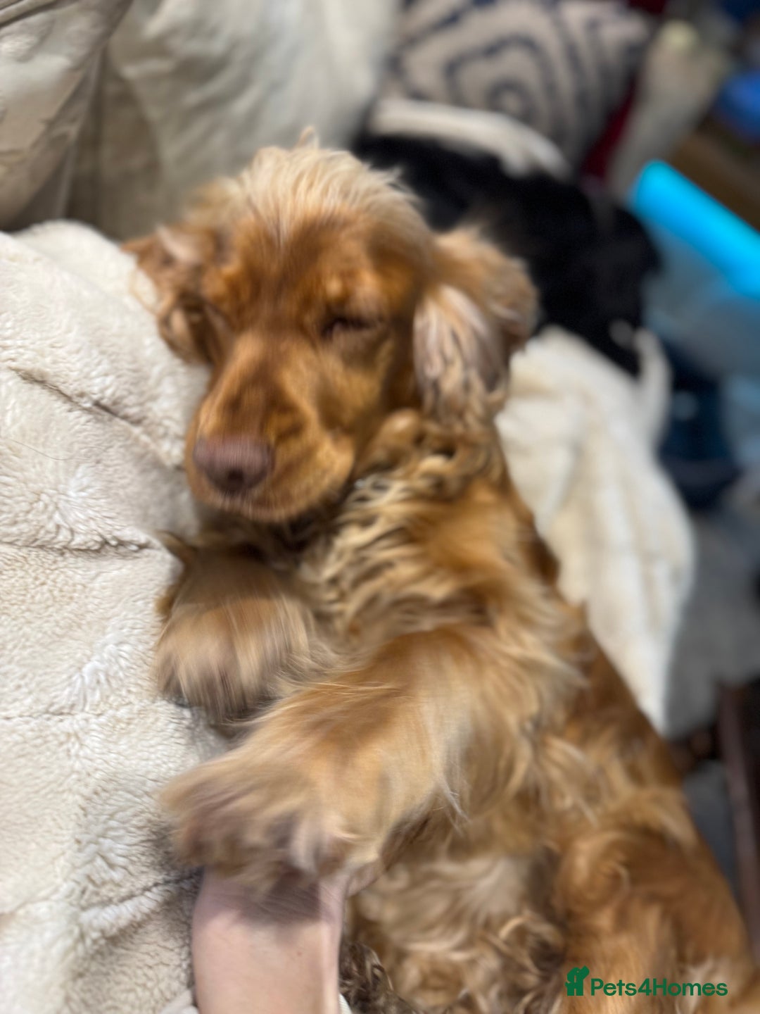 Cocker Spaniel dogs for sale: KC Show Cocker Spaniel Puppies - Due Sept  - Image 3