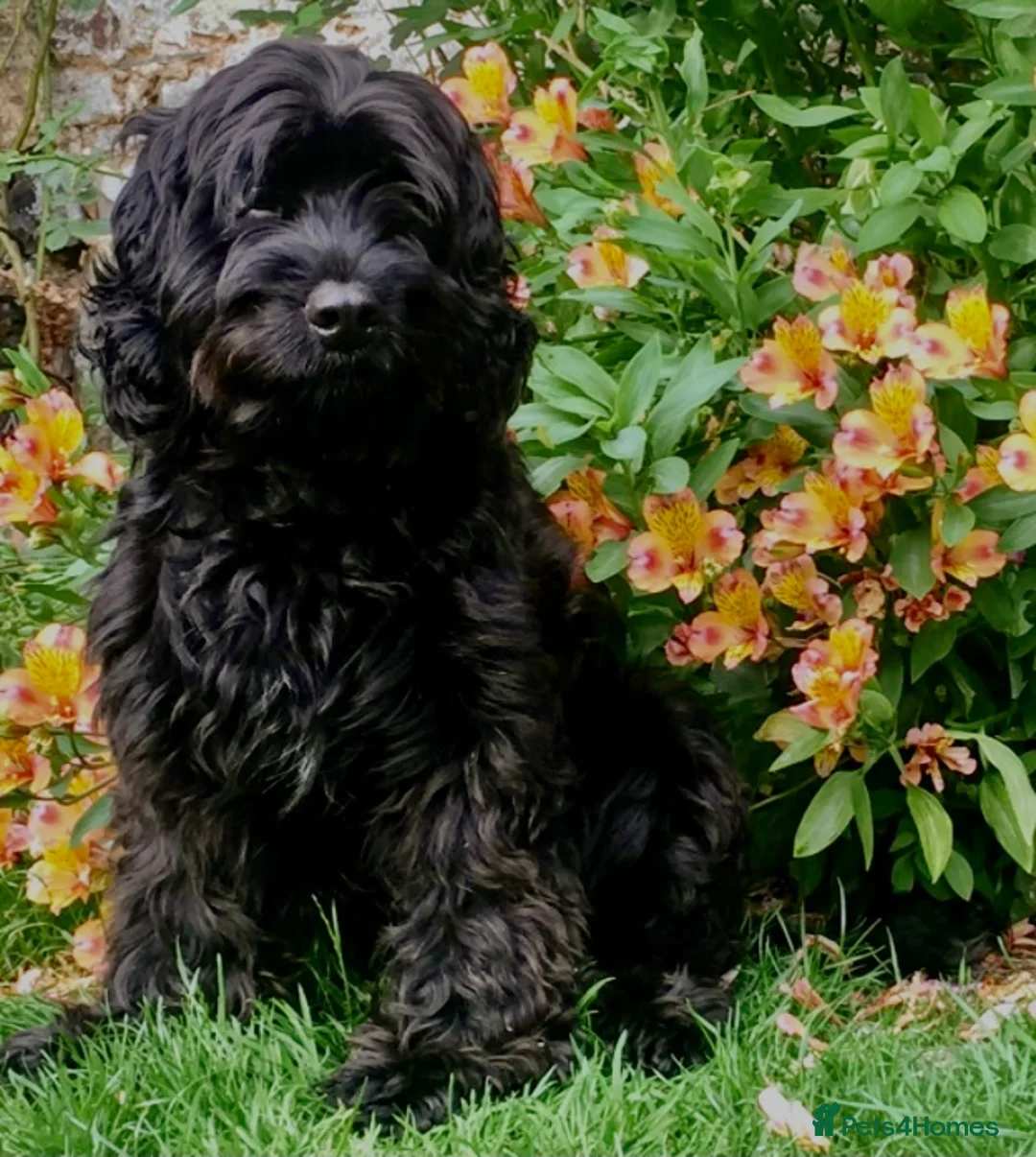 Cockapoo dogs for stud: Cockapoo F1 - Show Champion* and Proven Stud in Barnstaple - Advert 1