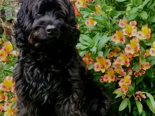 Cockapoo dogs Cockapoo F1 - Show Champion* and Proven Stud in Barnstaple - Advert 7