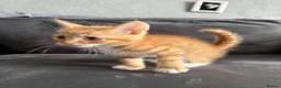 Domestic Shorthair cats for sale: Beautiful domestic shorthair kittens for sale in Plymouth - Advert 7