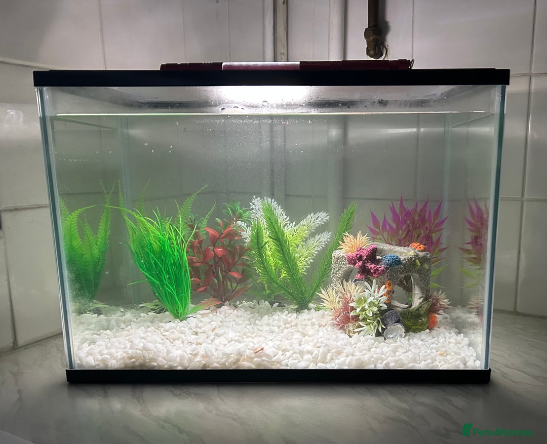 Platies fish for sale: x4 banana platies and tank - Advert 3