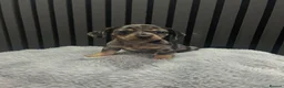 Chiweenie dogs for sale: Cute Chiweenie Boys - Advert 5