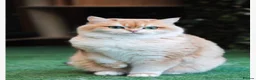 British Shorthair cats for sale: LAST Vet bred Teddybear Lap cat GCCF - Advert 25