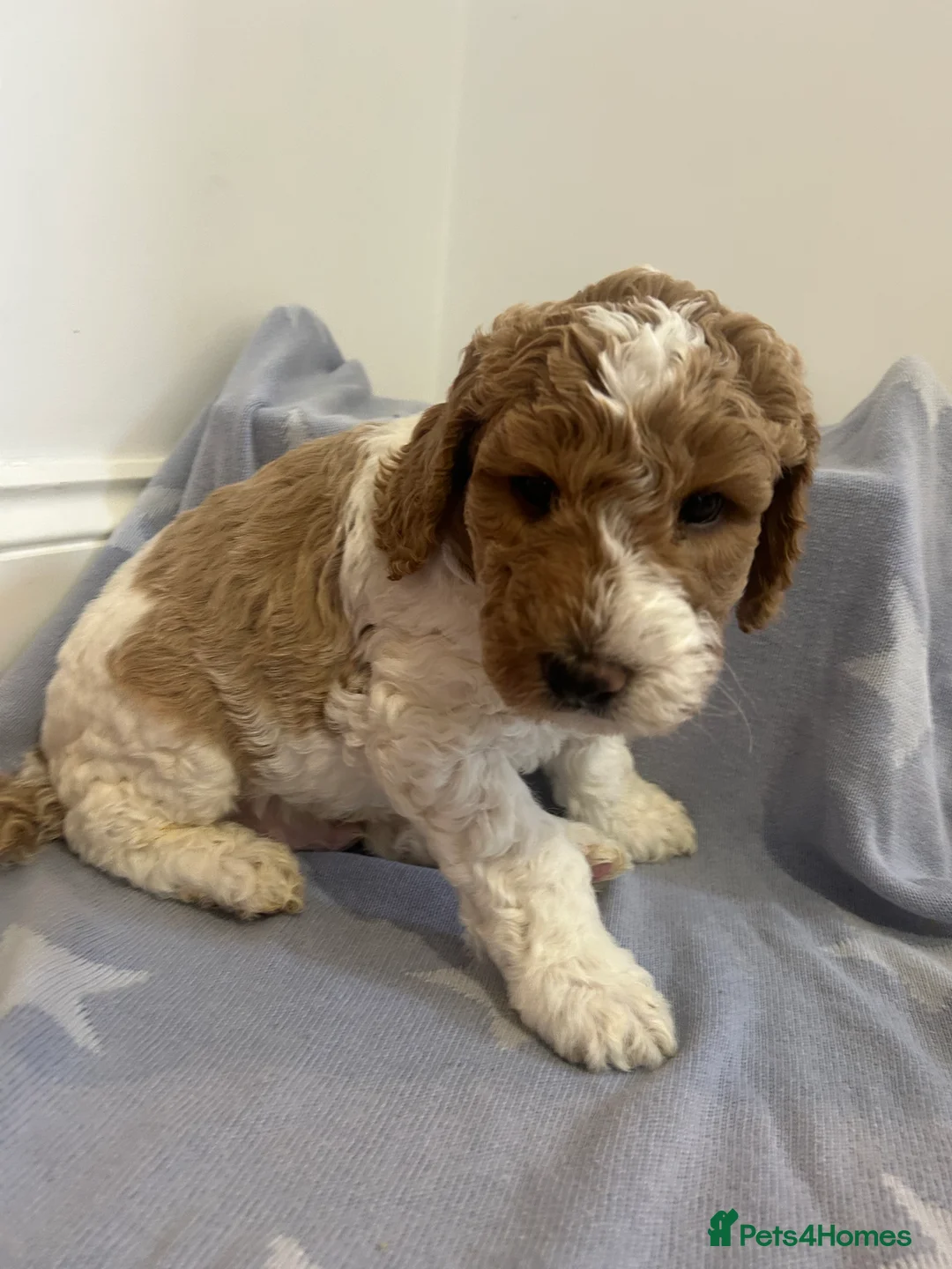 Australian Labradoodle dogs for sale: Beautiful, spoilt Austrian labradoodle puppies  - Advert 23