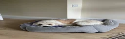 Mixed Breed dogs for sale: Lizzie - 4-year-old Beagle x Bichon Frisé, Dorset - Advert 5