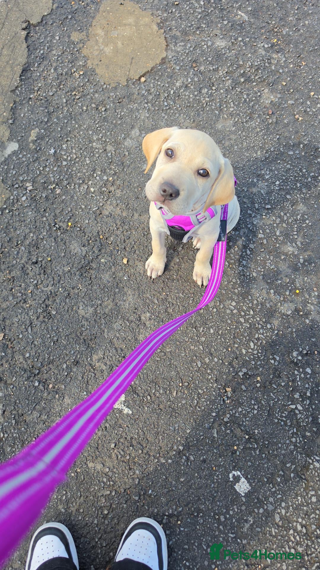 Mixed Breed dogs Mazie - Advert 1