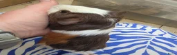 Guinea Pig rodents for sale: Female guinea pigs  - Advert 20