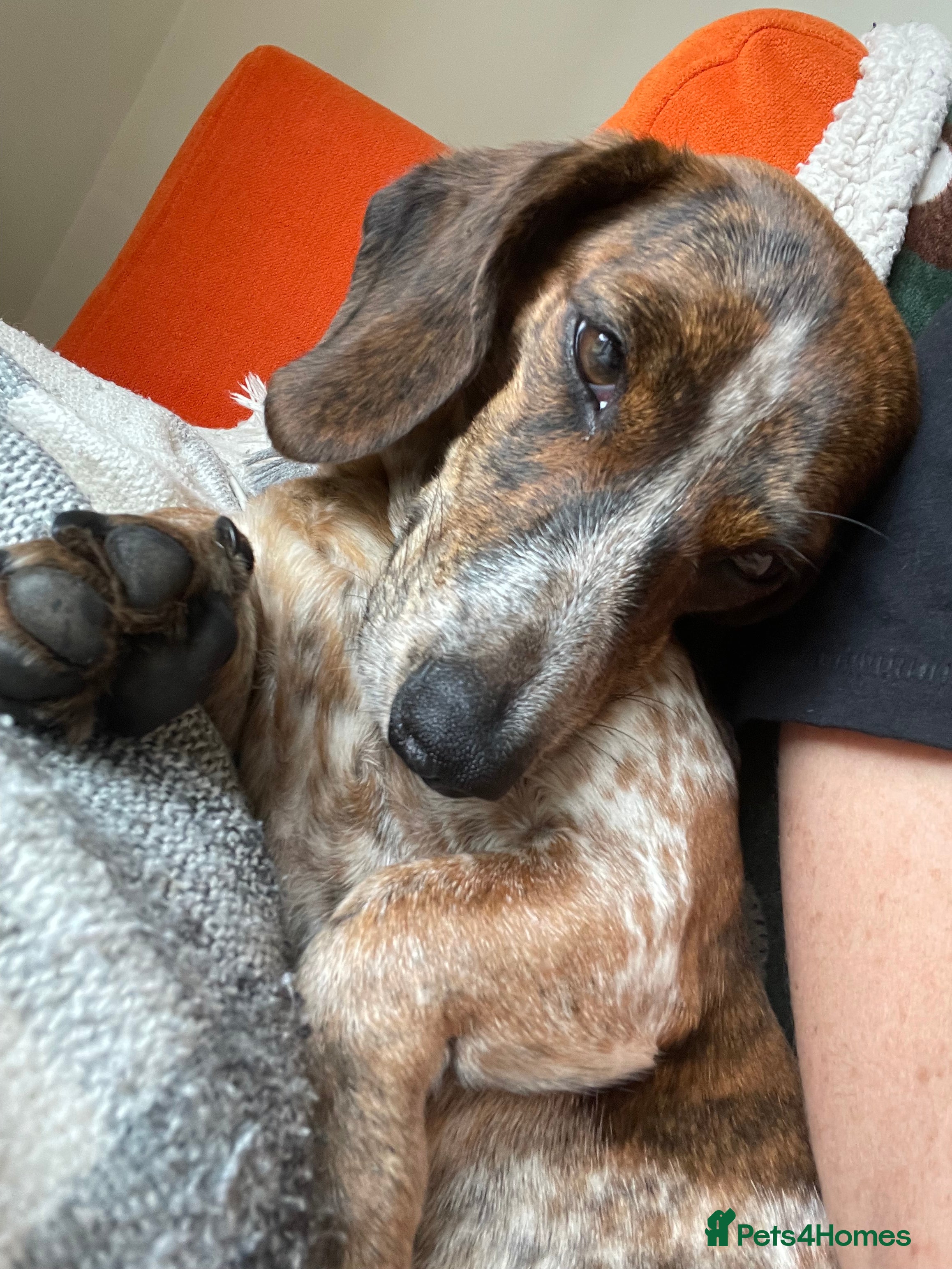Miniature Dachshund dogs Piebald brindle Kc reg miniature dachshund  - Advert 3