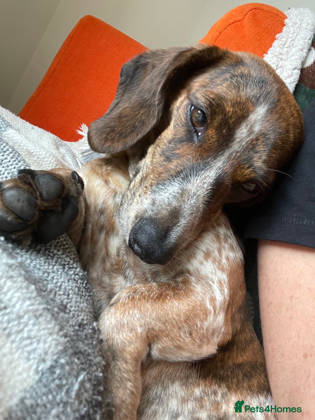Miniature Dachshund dogs for sale: Piebald brindle Kc reg miniature dachshund  - Advert 1