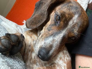 Miniature Dachshund dogs Piebald brindle Kc reg miniature dachshund - Advert 3