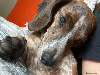 Miniature Dachshund dogs Piebald brindle Kc reg miniature dachshund - Advert 12