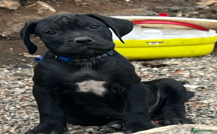 Cane Corso dogs - Advert 3
